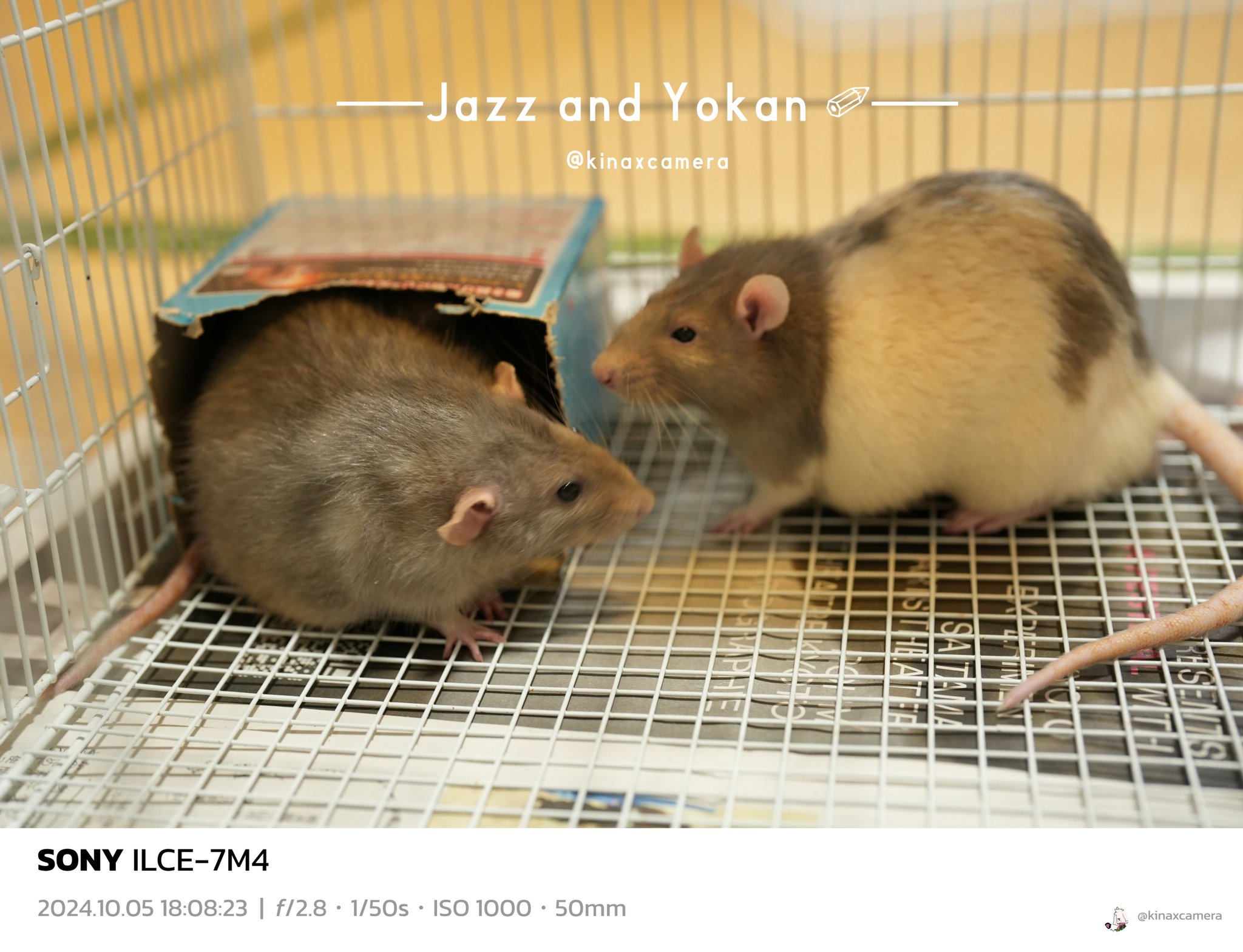 kina🐁🐀⸒⸒✎🇯🇵🇬🇧 (@kinaxcamera) / X