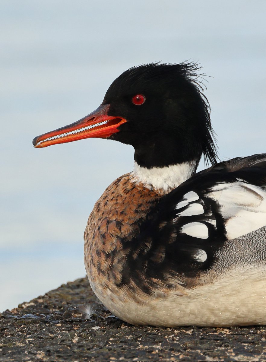 SimonJSlade's tweet photo. Red-breasted merganser, North Wales. Those teeth! https://t.co/JIhKeuHaD5