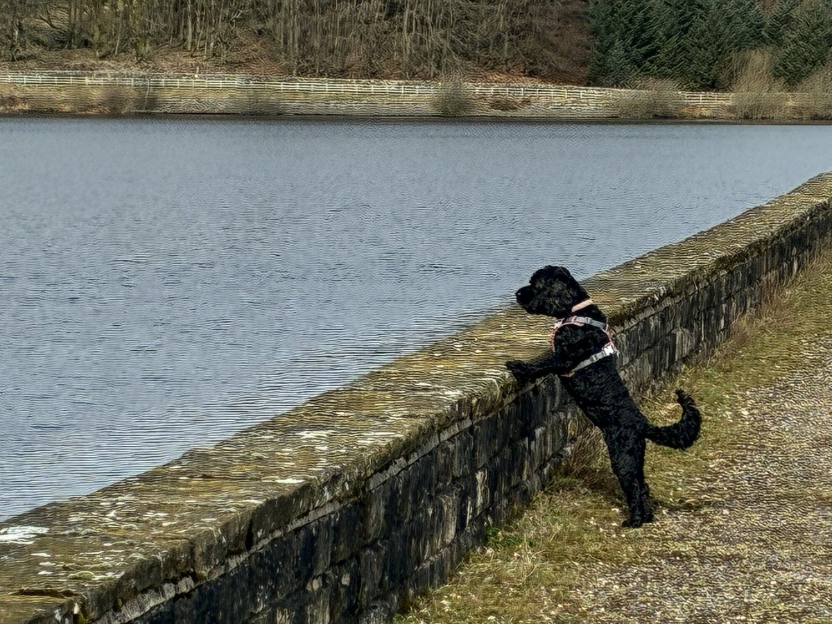 CockapooCilla's tweet photo. Bird spotting with Mum this morning, first curlews of the year for her! She remembered to take her binoculars for a change  #Redmires https://t.co/zrf4rRLlct