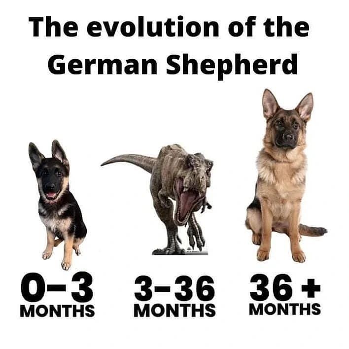 GSD_Den's tweet image. Can You Relate 😊
Don't forget to follow us for a daily dose of German Shepherd! 😍 
Instagram - @Germanshepherd_den
Credit by @chief.gsd.nj.

#usadoglovers #newyorkdogs #floridadogs #viralpet #germanshepherdpuppy #gsdstore #shepherdswag #gsdlifestyle