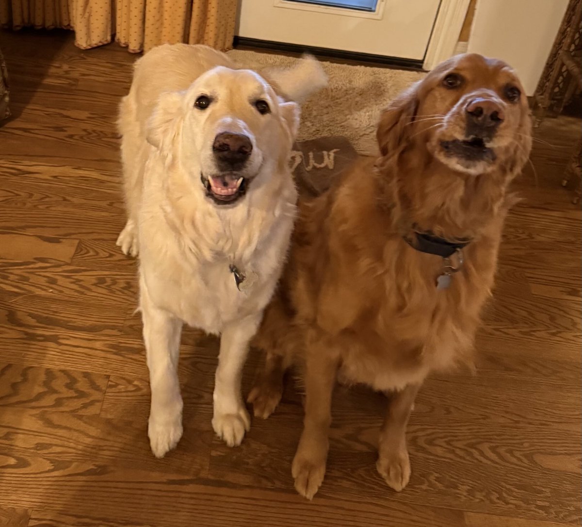 Carol Steltenkamp tweet media