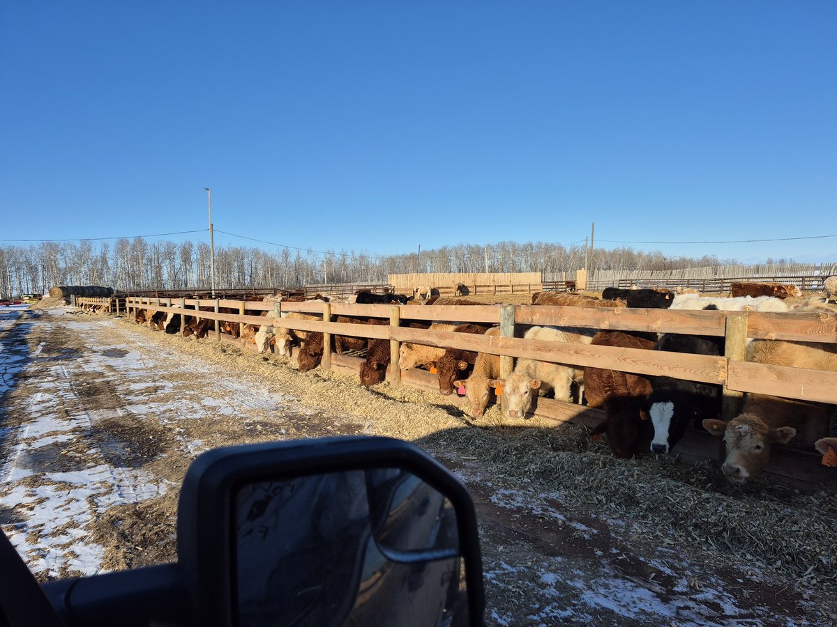 It was an interesting drive coming up to the brothers feedlot .. man I love train ... finally get close to his farm 
. Road is drifted 3/4 full he said the plow will be back Monday or Tuesday.. he plowed the driveway in the morning.. it's drifted full by the time we came home !!