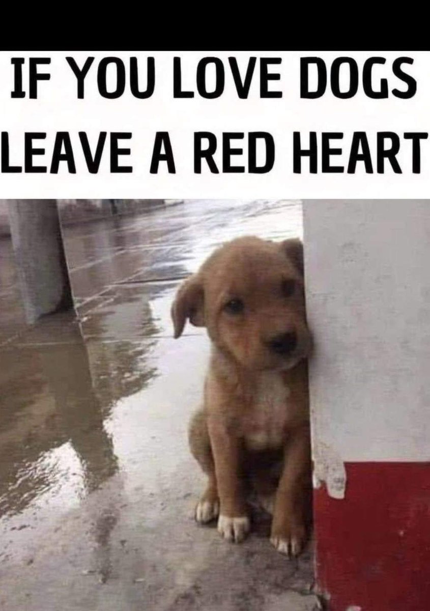 𝕏 Dogs tweet media