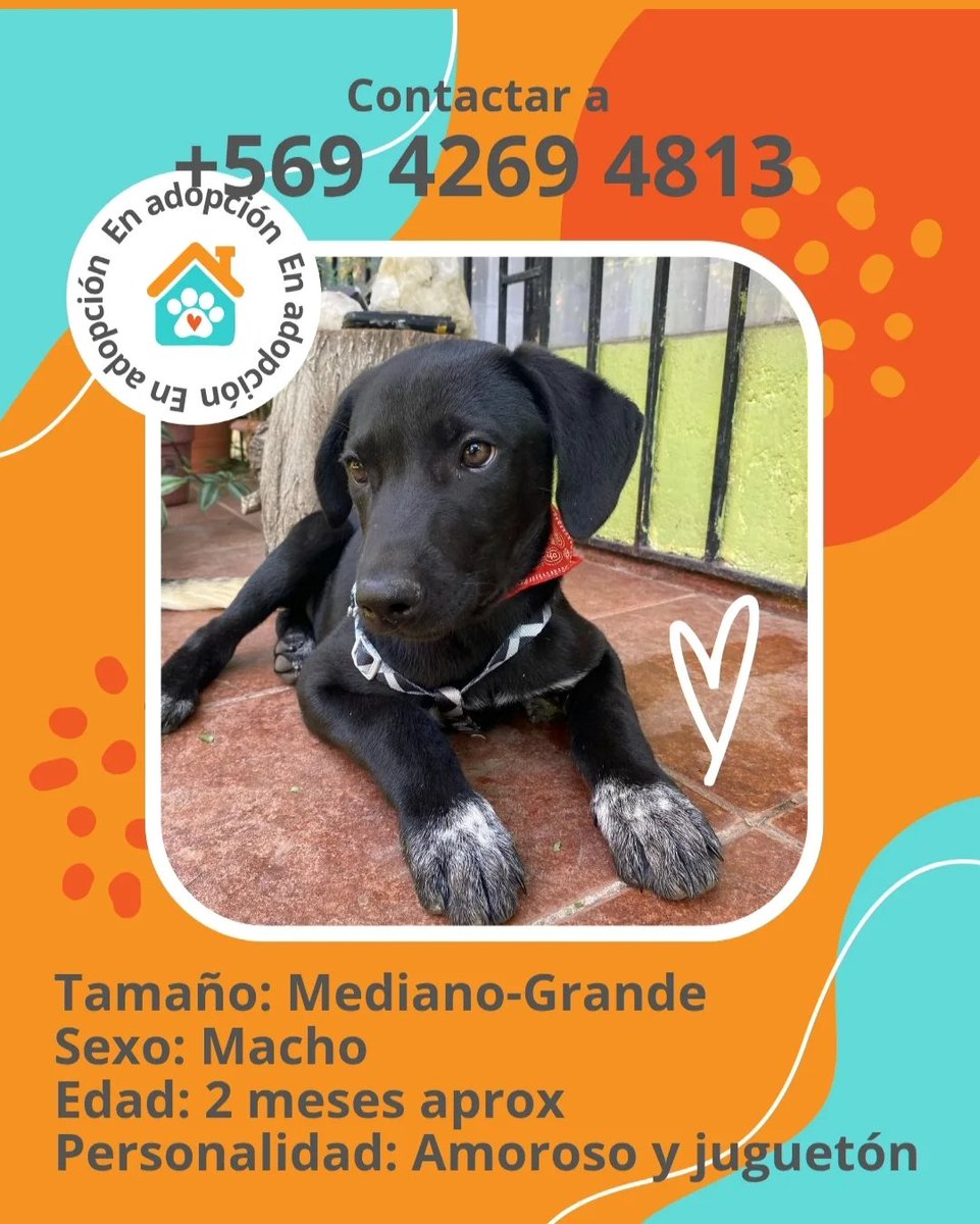 Vacuna709 🐾 tweet media
