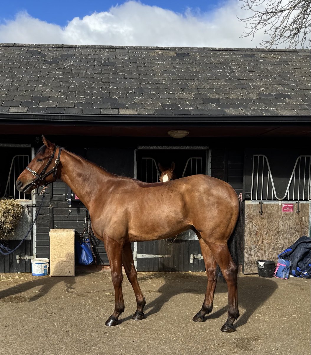 patowensracing's tweet photo. ⁦@DarleyEurope⁩ Space Blues sires the winner of the opener ⁦@curraghrace⁩. Here’s our cracking son of Space Blues. Exciting days ahead for this guy. He looks a runner. #FinishFastFinishFirst https://t.co/AyAsFN3DHB
