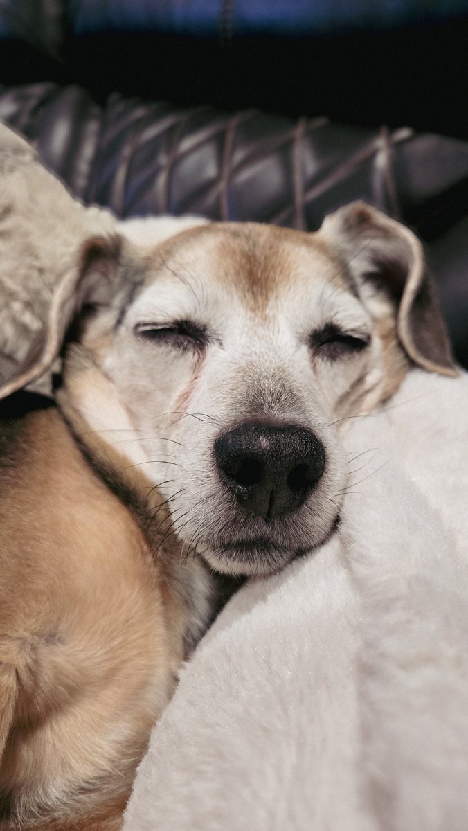 Canadian Dog House tweet media