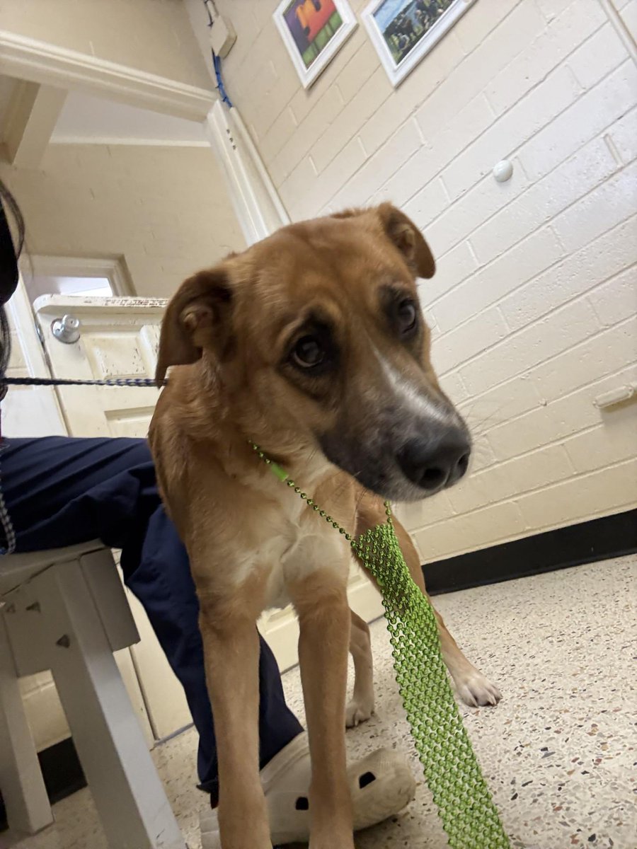 Sadie is sadly still sitting in the still full shelter. We do have a possible rescue willing to help!!  Sadie needs our help. Sadie needs pledges and retweets. She only has 7 pledges right now. Please help if you can to get Sadie more pledges. And retweets.