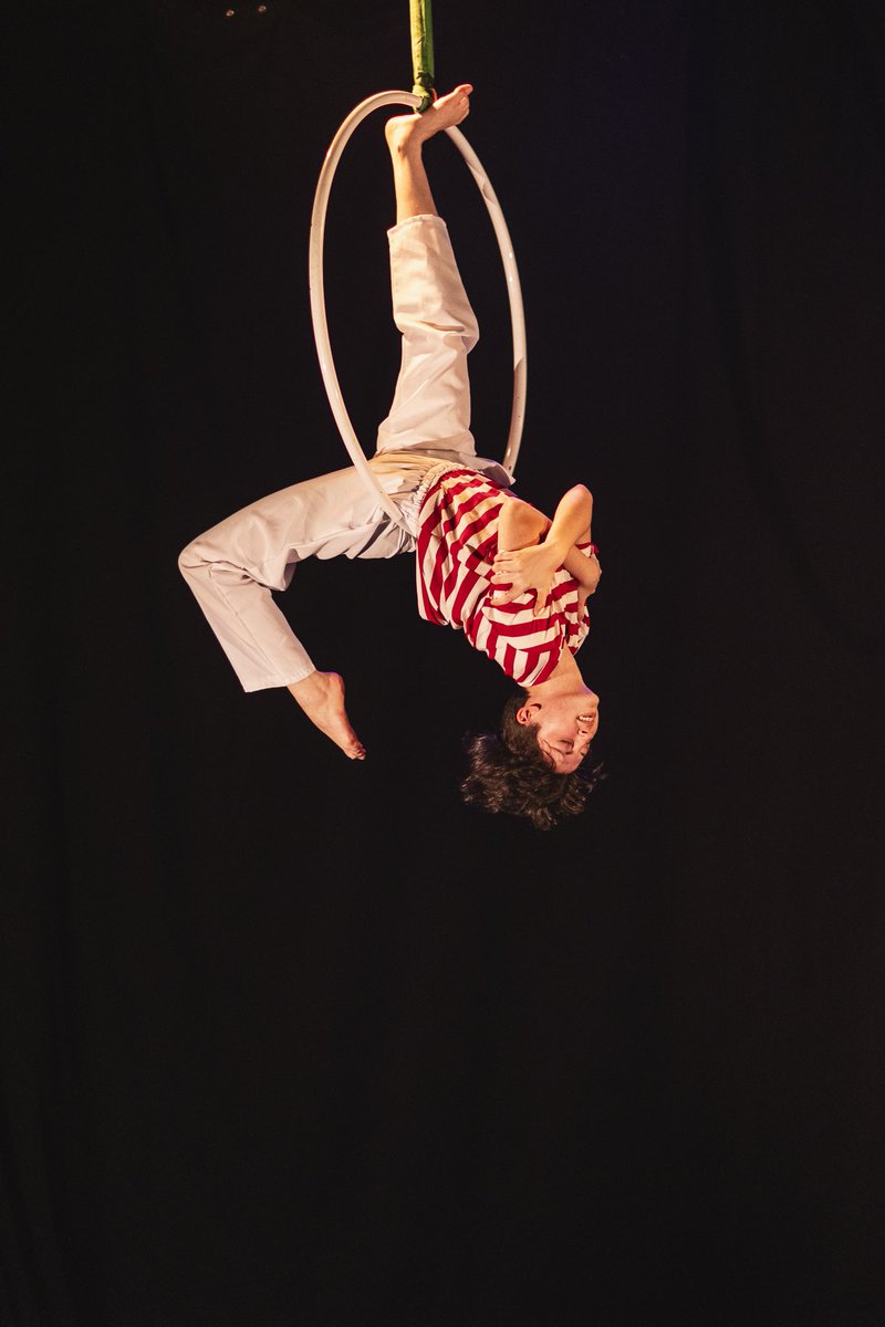 lagosta boxeadora tweet media