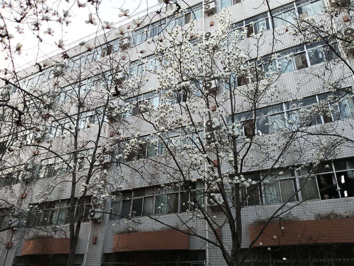 CarpeDiemAlbert's tweet photo. 学校で、きれいな花が咲いた。 https://t.co/JL2uBNWE4Q