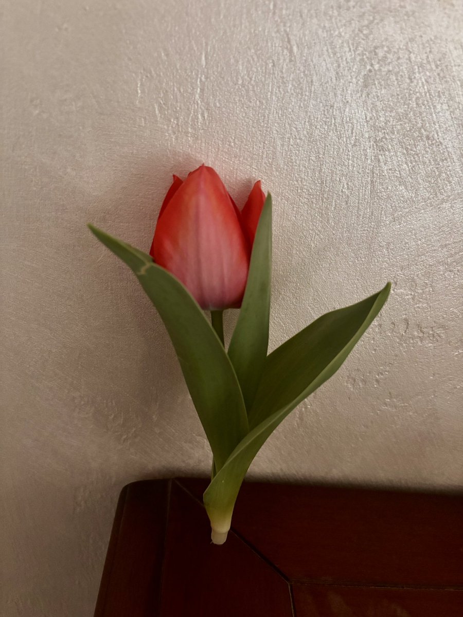 lzdb_'s tweet photo. 🌷
Da mamma https://t.co/V7nFyB5Mky