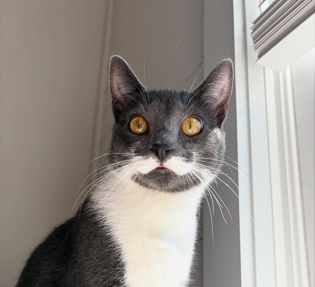 Dailymeoww1's tweet photo. 😻😻😍❤️
#CatsOfX #CatsLover #petshow #kittyx #御上先生 #大河べらぼう #에스파 #ホットスポット #LaCasaDelLosFamosoCol #카리나 #OPPOA5Pro5GxPeakMint #ElonMusk #DonaldTrump https://t.co/qmJ4KW3pP7