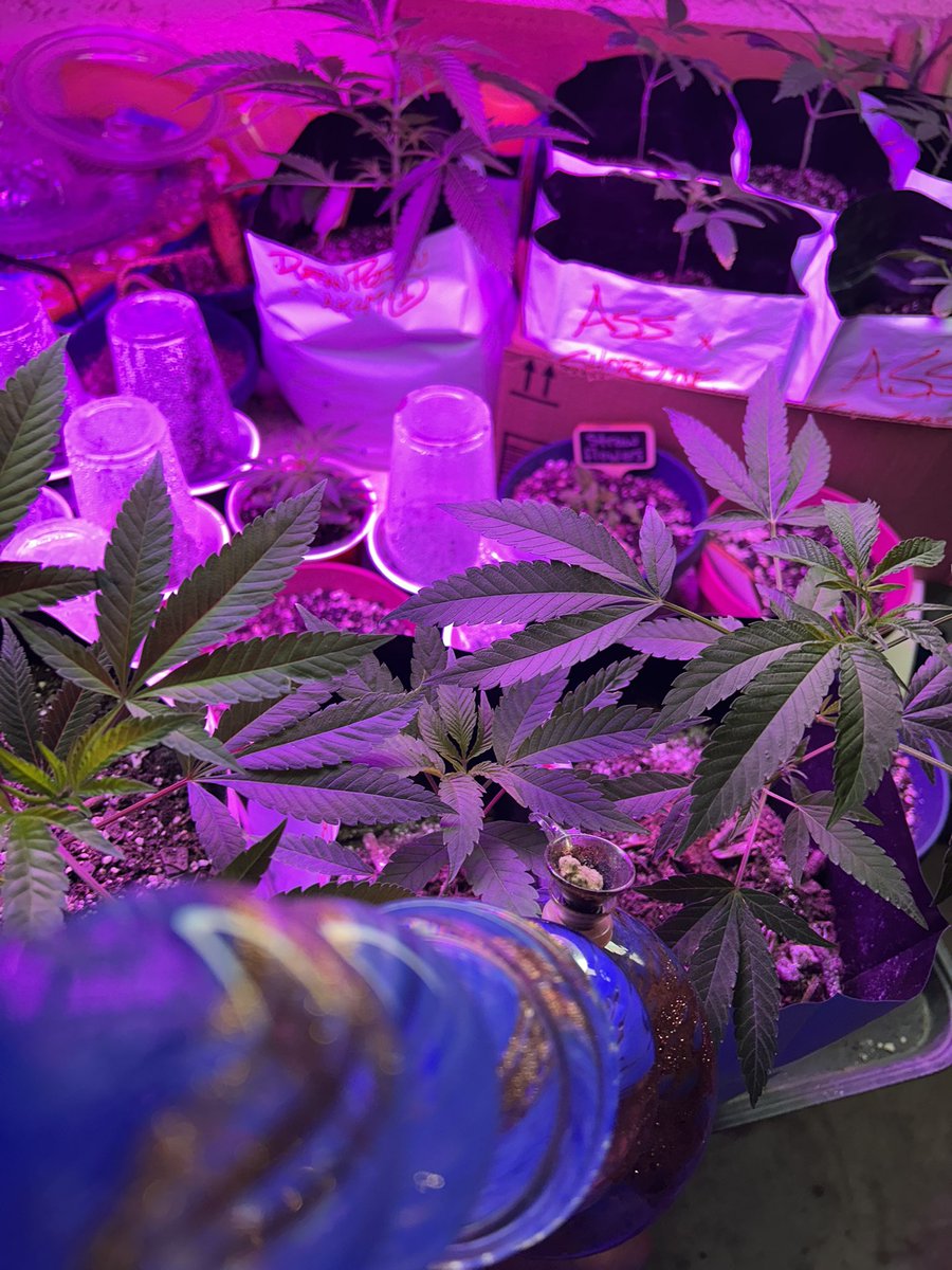 pookiehqileyn's tweet image. When I’m home alone, I like to spend some quality time with my only true friends.   That sounds depressing, it wasn’t.  Enjoy your Sunday!🤣
#bongrips #homegrown #growingwithyou #cannabis #dank #growyourown #weedsmokers #ilovemygarden