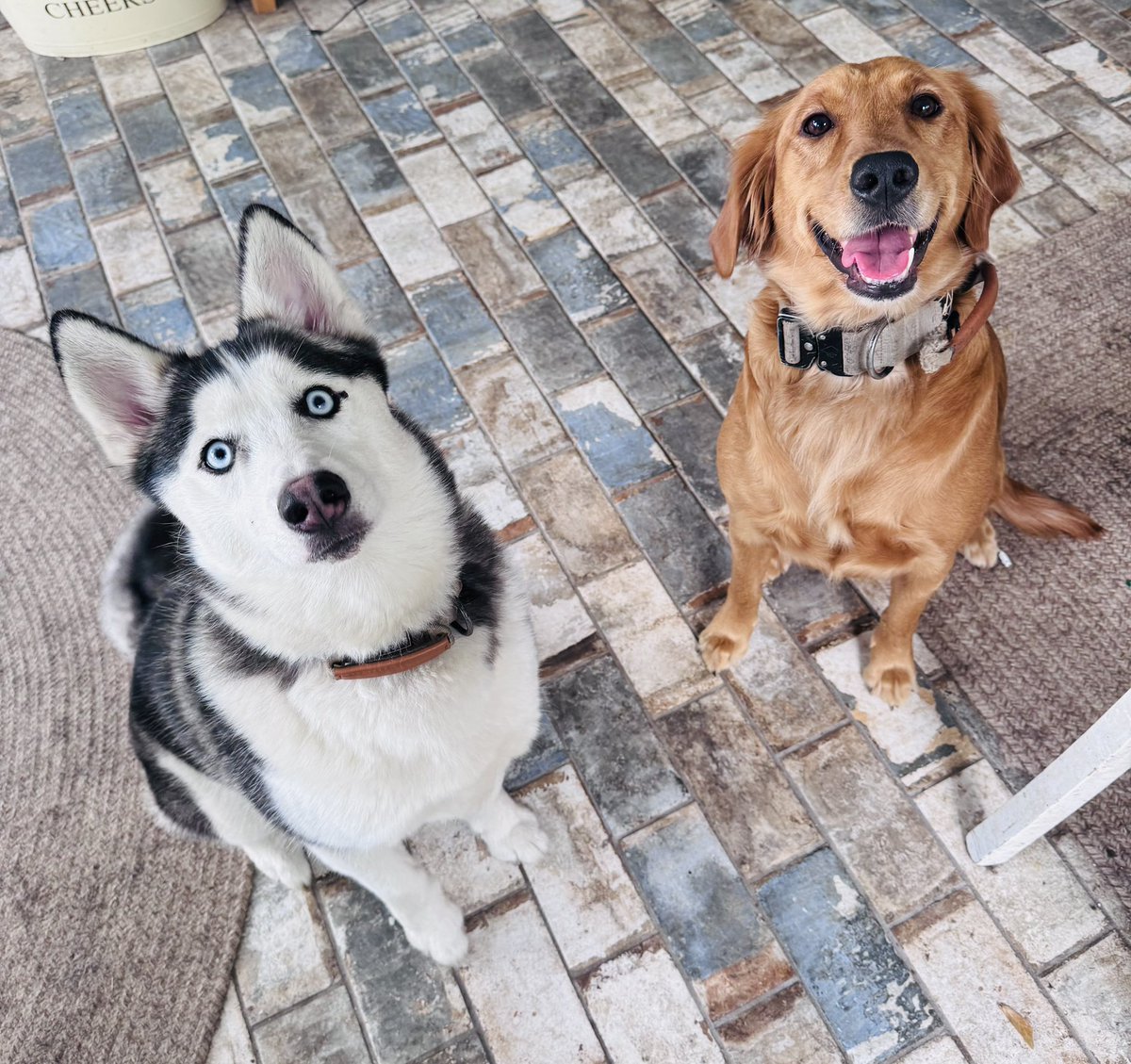 BrookeCuozzo's tweet photo. @UCFProduction #poochpics Penny (Husky) &amp; Marley (Retriever) GO KNIGHTS 🙌🏼 miss you @alexxpowers love watching you do what you love 🥰 https://t.co/LM2xPAGGEL