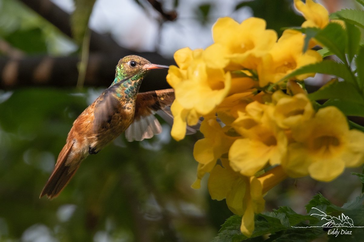 bioeddy's tweet image. Néctar dominical...
#fotografia #fotografiadenaturaleza #naturephotography #viajeencuatrotiempos #nature #DSDM #ThePhotoHour