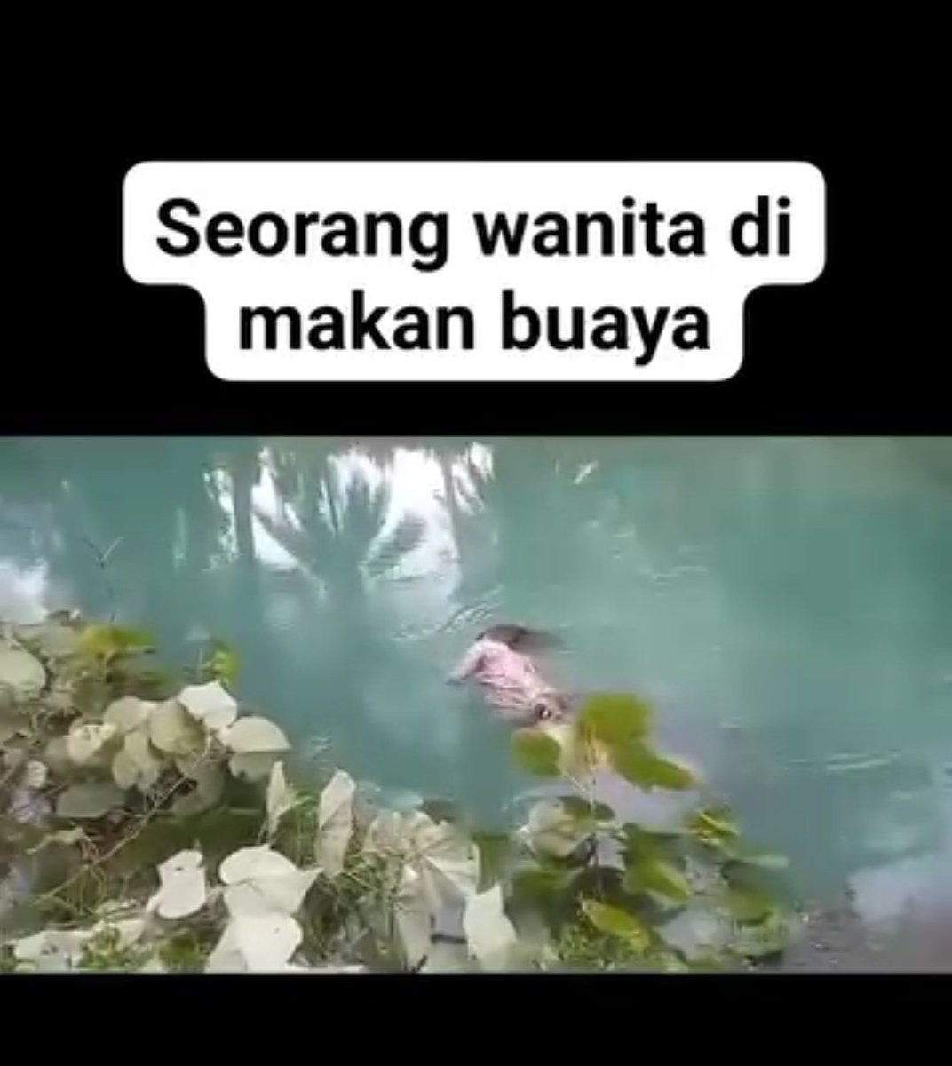 INFO VIRALL‼️
Buaya muara berulah lagi, sampai menggegerkan warga setempat dengan memakan seorang wanita..
