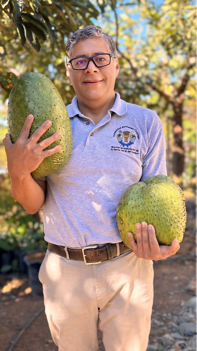 homeroblas's tweet image. De la guanábana se aprovecha no solo el fruto, también sus hojas, la cáscara y las semillas. Las semillas se muelen para hacer un efectivo bio insumo para control de enfermedades en las plantas.
He cosechado frutos hasta de 7.0 Kg en #Cafetitlán en producción #Organica