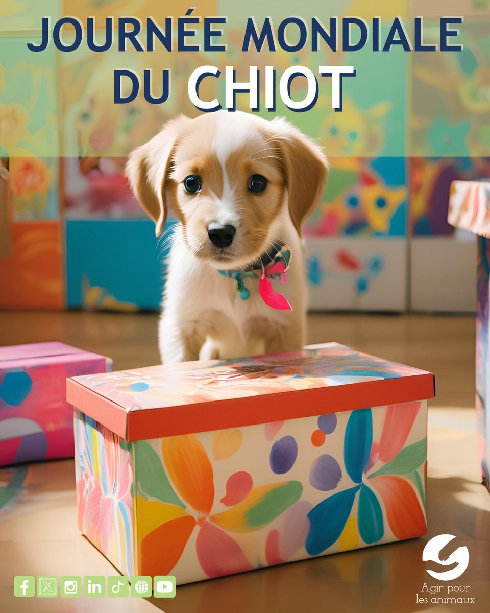 RefugeAgir's tweet photo. Journée Mondiale du chiot 
Pour encourager les adoptions de #chiots (chiens) dans les #refuges / #associations, contre les "usines à chiots" 

Adoptez et faites-lui le + beau des cadeaux : une famille
 Postez des photos de votre chiot #WorldPuppyDay

👉 https://t.co/wjQ7fMOGDY https://t.co/B8LNVudzAr