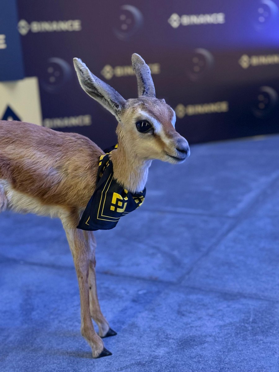 这只鹿戴着币安的围巾，真的很特别
<a href="/cz_binance/">CZ 🔶 BNB</a> 老板不考虑养一只鹿吗🦌🦌