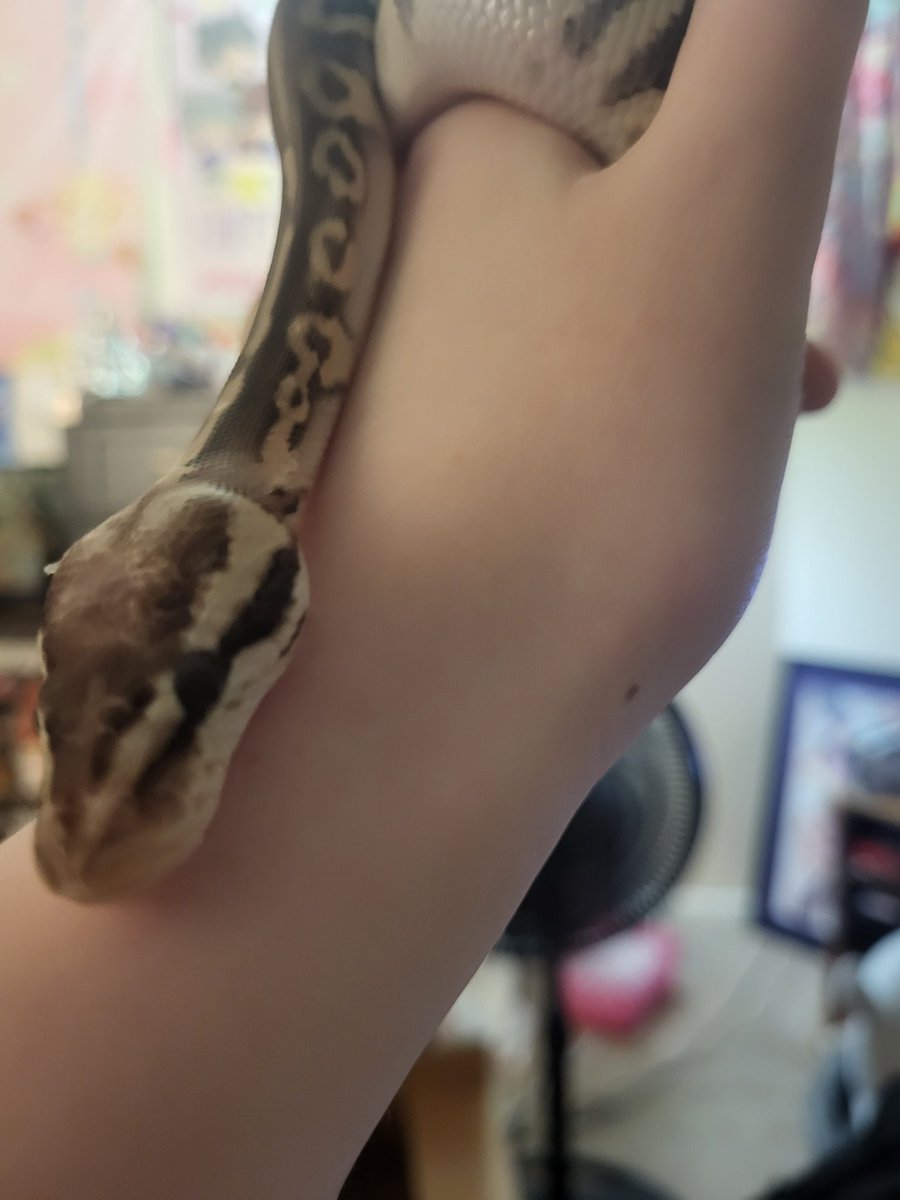 van1llasmoke's tweet photo. hi my snakes shedding https://t.co/CuaeFImOdQ