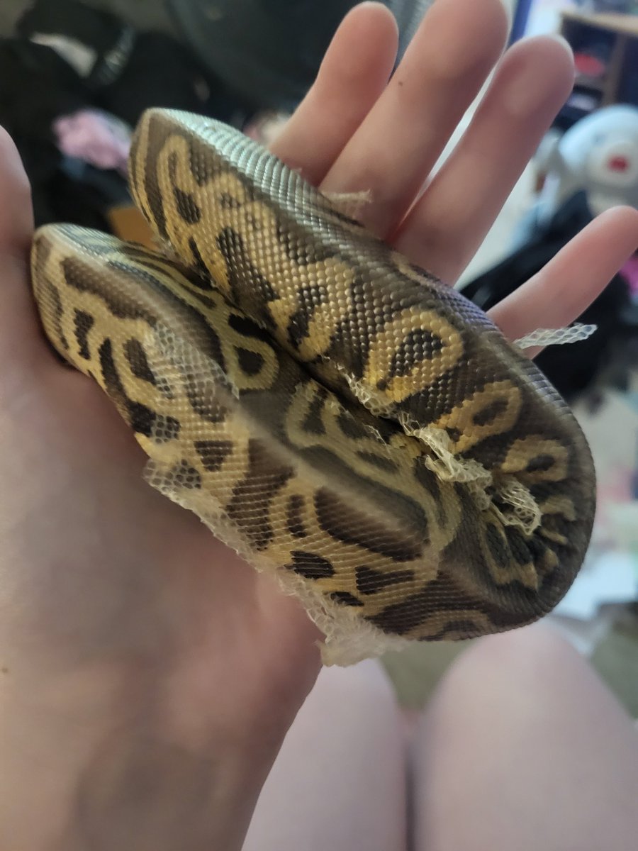van1llasmoke's tweet photo. hi my snakes shedding https://t.co/CuaeFImOdQ