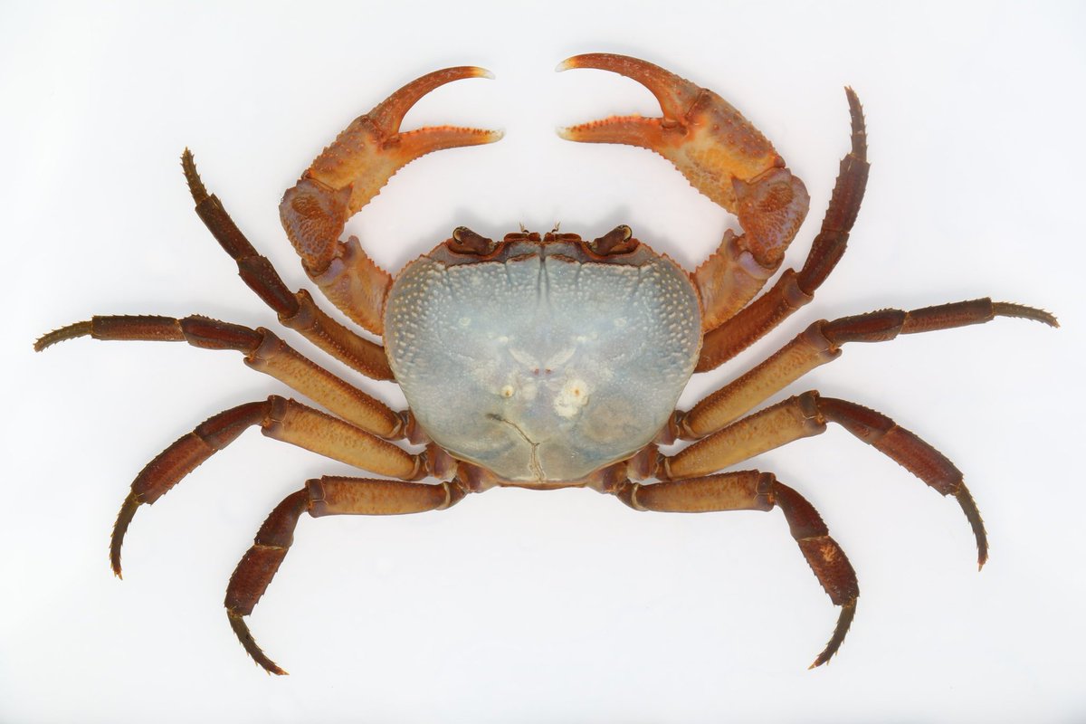 CrustaceanAmat1's tweet photo. Indochinamon malipoense.8.1㎝ wide carapace.Two big individuals https://t.co/JmFDS7t2hb