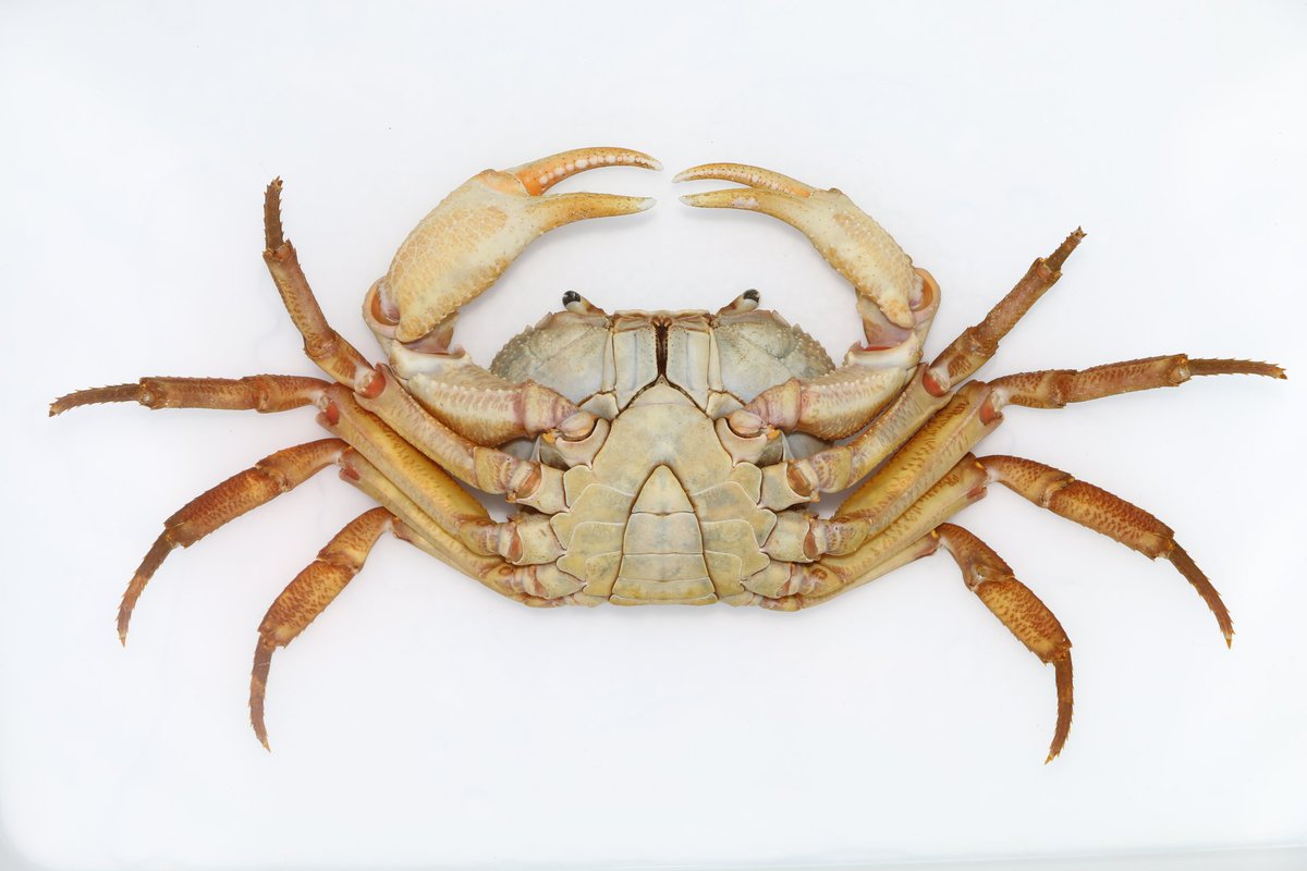 CrustaceanAmat1's tweet photo. Indochinamon malipoense.8.1㎝ wide carapace.Two big individuals https://t.co/JmFDS7t2hb