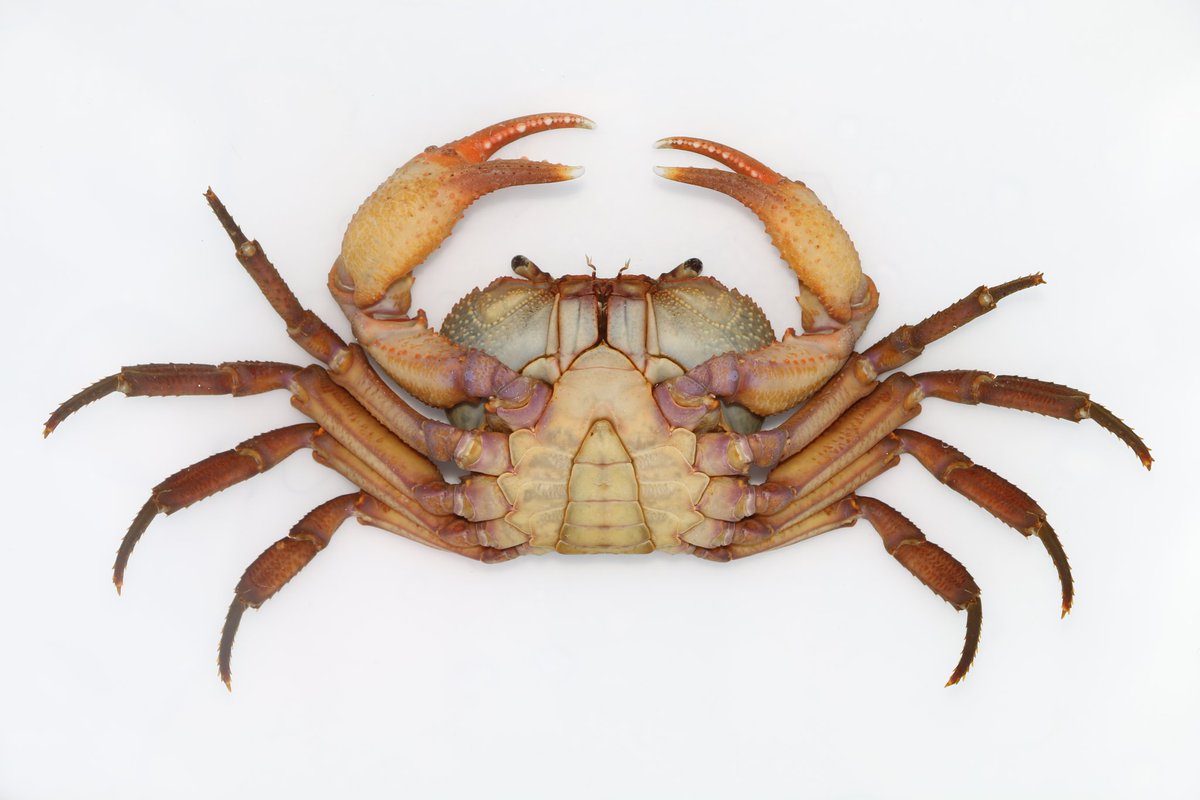 CrustaceanAmat1's tweet photo. Indochinamon malipoense.8.1㎝ wide carapace.Two big individuals https://t.co/JmFDS7t2hb