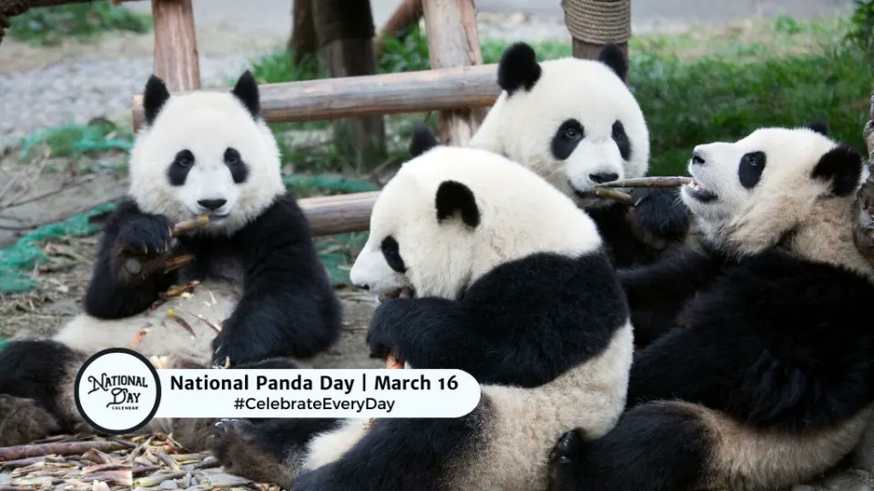 OfficialNatDay's tweet photo. National Days for March 16: 

- National Panda Day
- National Artichoke Hearts Day
- National Everything You Do is Right Day
- National Freedom of Information Day

#CelebrateEveryDay
#NationalDayCalendar https://t.co/io52Vhmr3L