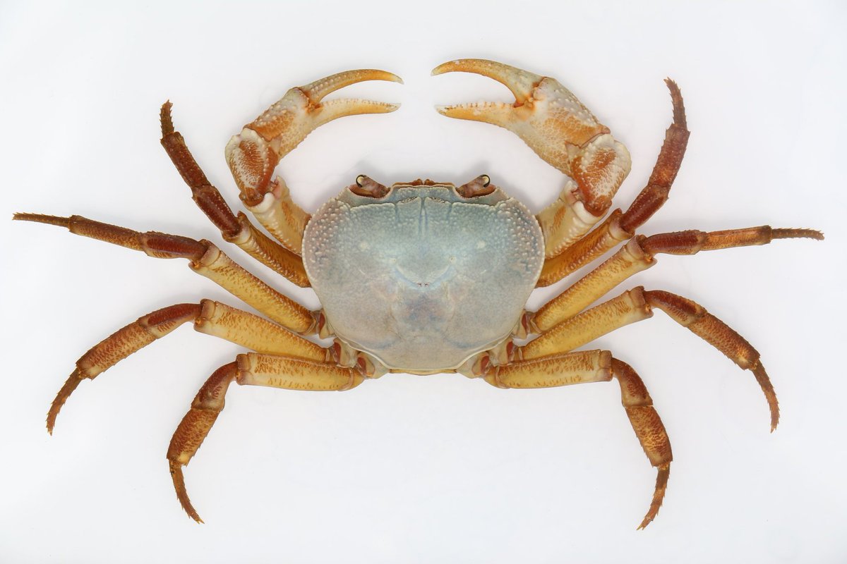 CrustaceanAmat1's tweet photo. Indochinamon malipoense.8.1㎝ wide carapace.Two big individuals https://t.co/JmFDS7t2hb