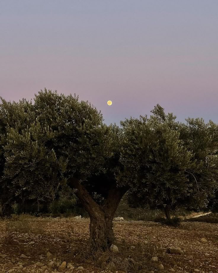 cultureartislam's tweet image. Olive trees, Palestine.