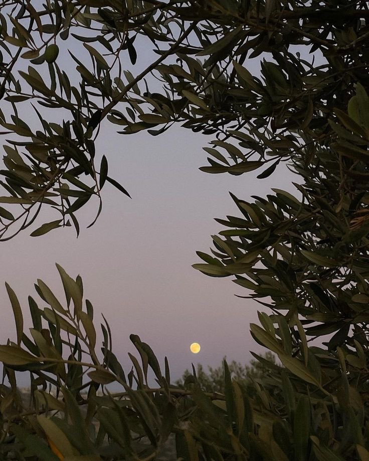 cultureartislam's tweet image. Olive trees, Palestine.