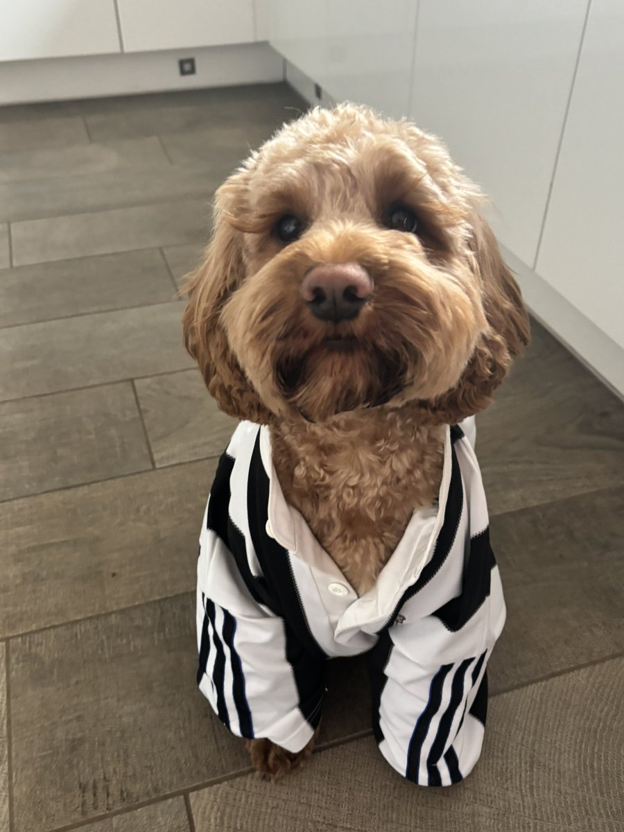 Toon Toon ⚽️🐾⚽️🐾⚽️ #NUFC
