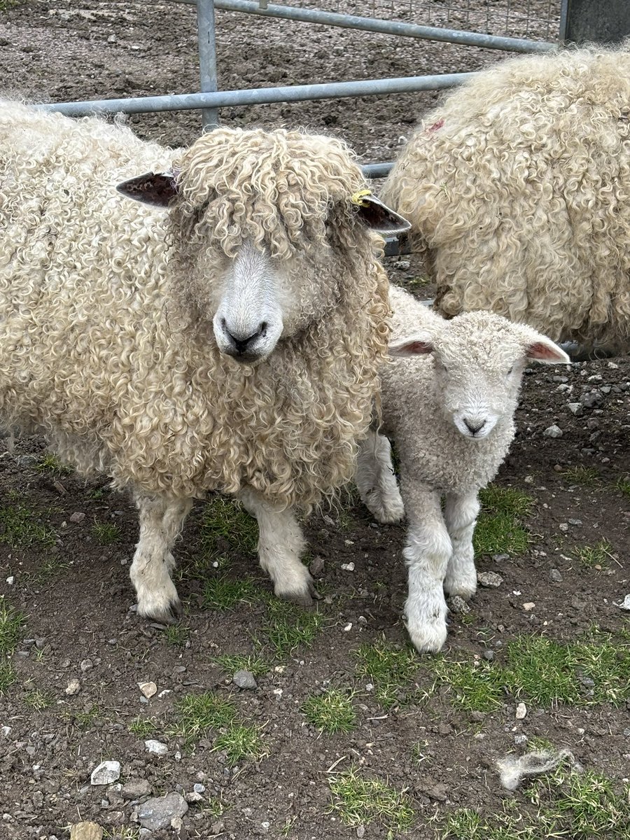 jillspringtime's tweet photo. Had some sheep therapy this weekend (not much sleep!) but feel better for it! #realfarming #lambing https://t.co/fYyVfn4hor