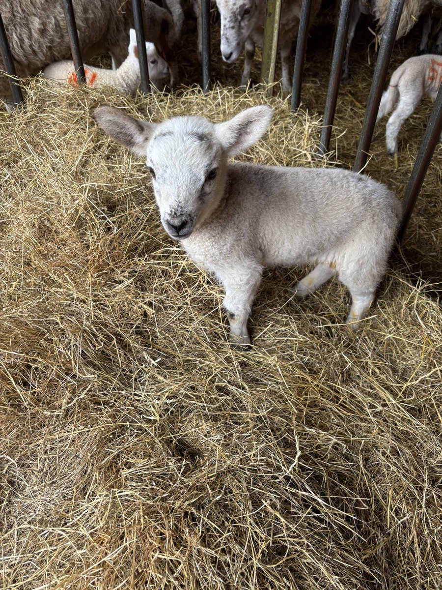 jillspringtime's tweet photo. Had some sheep therapy this weekend (not much sleep!) but feel better for it! #realfarming #lambing https://t.co/fYyVfn4hor