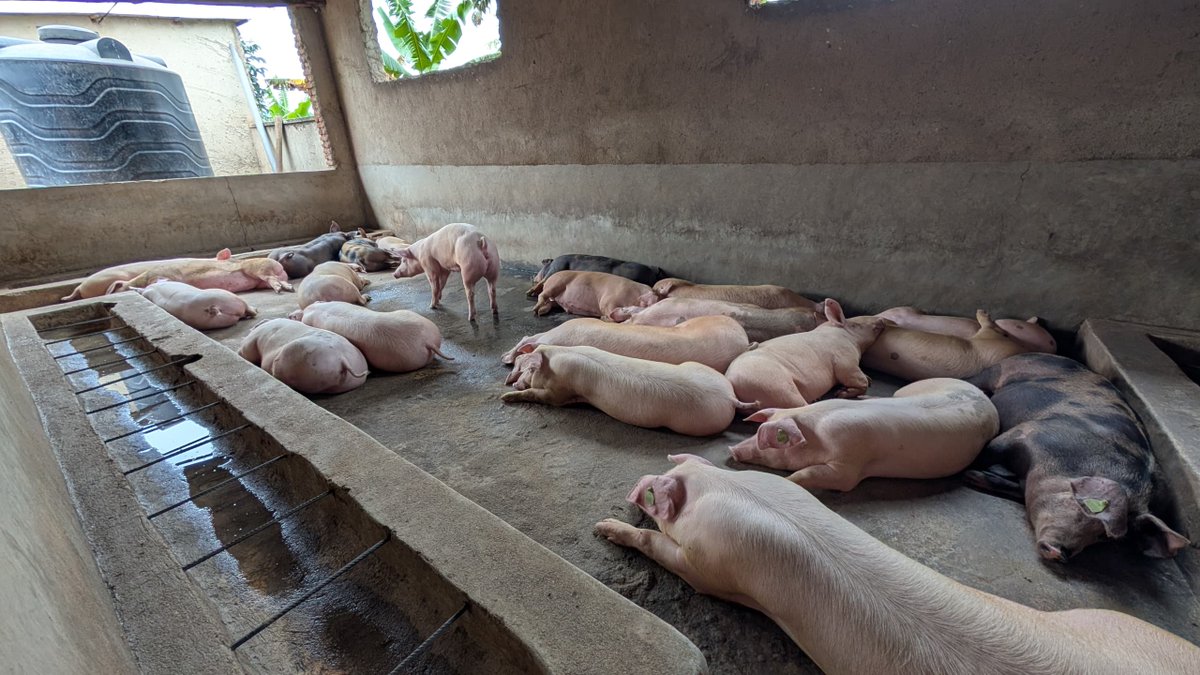 pigs_farm's tweet photo. Did you know that pig 🐷 farming is a sustainable and profitable agricultural practice?

It provides a great source of meat (Akabenzi😊)and other products.

Reach out to us if you need a guidance. https://t.co/Ybo539Sv43