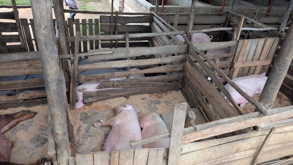 pigs_farm's tweet photo. Did you know that pig 🐷 farming is a sustainable and profitable agricultural practice?

It provides a great source of meat (Akabenzi😊)and other products.

Reach out to us if you need a guidance. https://t.co/Ybo539Sv43