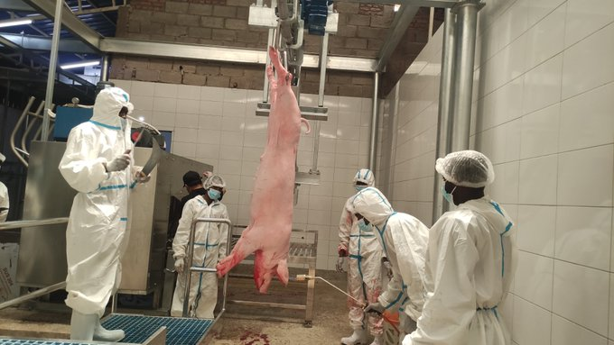 pigs_farm's tweet photo. Did you know that pig 🐷 farming is a sustainable and profitable agricultural practice?

It provides a great source of meat (Akabenzi😊)and other products.

Reach out to us if you need a guidance. https://t.co/Ybo539Sv43