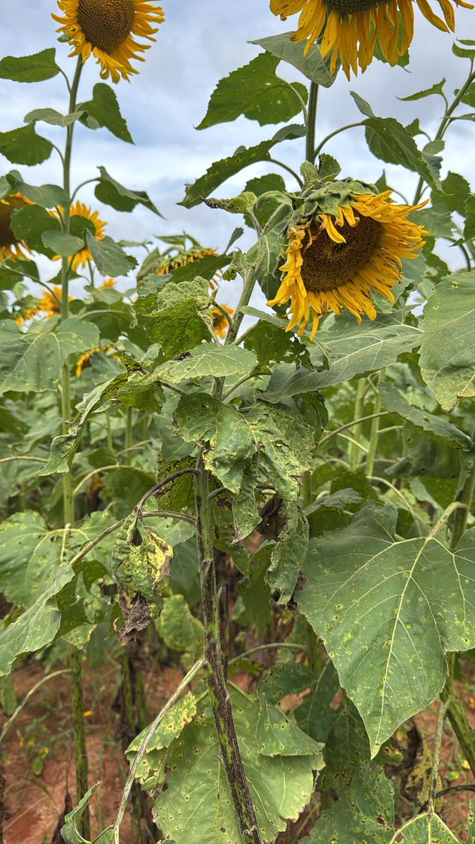 Sudhansu Sahu (@sudhans10401496) on Twitter photo #Sunflower Necrosis Disease is caused by a strain of Tobacco Streak Virus (TSV) and transmitted by #vector thrips, leading to symptoms like necrosis, stunting &malformation of flowering heads.(Pic 1-4)
#oilseed
#virus <a href="/alabamaED/">Ed Sikora</a> <a href="/krushibibhag/">କୃଷି ବିଭାଗ, ଓଡ଼ିଶା</a>
<a href="/UCDavisEntomolo/">UC Davis Entomology and Nematology</a> <a href="/NCSU_DEPP/">NCSU Entomology & Plant Pathology</a> #Sunflower Necrosis Disease is caused by a strain of Tobacco Streak Virus (TSV) and transmitted by #vector thrips, leading to symptoms like necrosis, stunting &malformation of flowering heads.(Pic 1-4)
#oilseed
#virus <a href="/alabamaED/">Ed Sikora</a> <a href="/krushibibhag/">କୃଷି ବିଭାଗ, ଓଡ଼ିଶା</a>
<a href="/UCDavisEntomolo/">UC Davis Entomology and Nematology</a> <a href="/NCSU_DEPP/">NCSU Entomology & Plant Pathology</a>