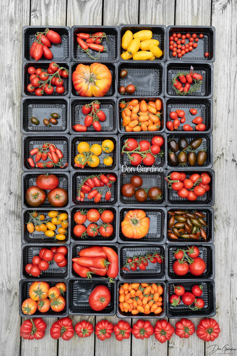 DonGiardino's tweet photo. Der eine sammelt Münzen, und der andere Tomaten 🤙🏻 ich bin #TeamTomate🍅 und du? 

Gestern erfolgte der große Startschuss für die Erhaltungszucht-Aussaat. Insgesamt 300 Samen gehen mit Charge 1 ins Rennen, in 7 Tagen geht Charge 2 mit weiteren 300 an den Start. 🥳 Yes Baby 🥰 https://t.co/0xT11RPJsw