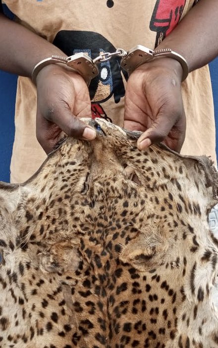 EAGLE Côte d’Ivoire - 2 traffickers arrested with 3 leopard skins near the Ghana border.
The seizure included also more pieces of leopard skins, and a hyena skin among others.  

Great  work of  Jean Jacque, Roxane, and Maxime  with the UCT special unit and MINEF.