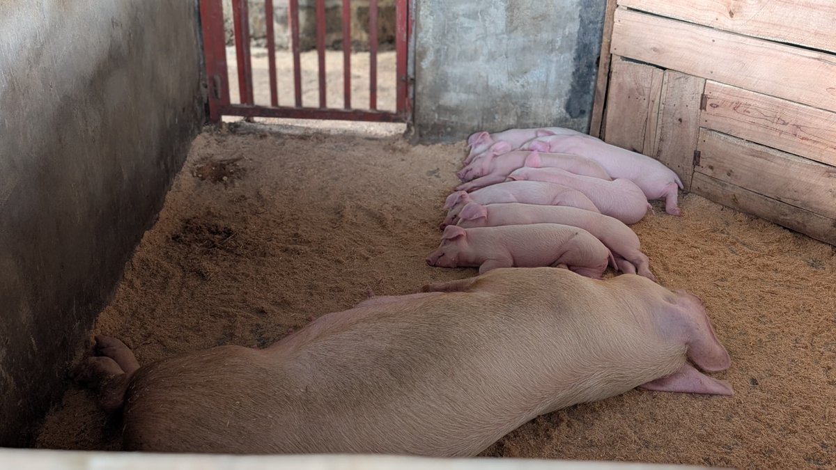 Ntarama Pigs Farm tweet media