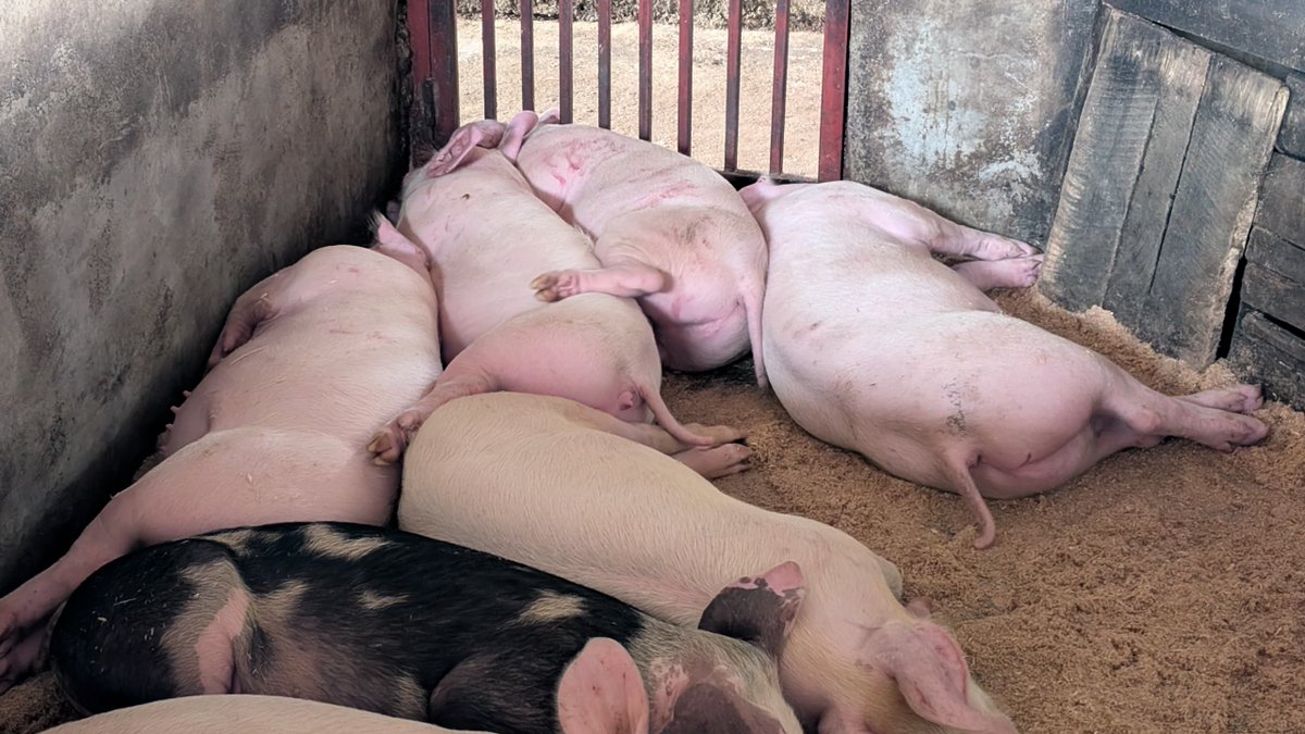 Ntarama Pigs Farm tweet media
