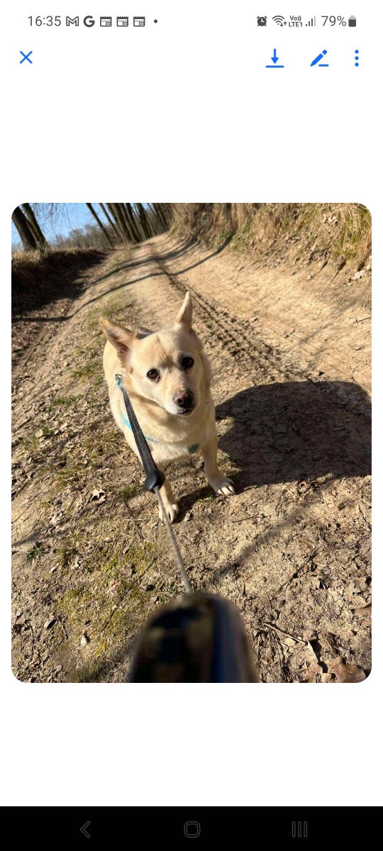 Teraz,dzięki wytrwałości wspaniałej wolontariuszki Lila czuje się pewniej i dzielnie drepcze na spacerkach.
Z pewnością potrzebuje czasu,aby móc otworzyć się na człowieka i całkowicie mu zaufać.Wiadomo,że w warunkach domowych ma lepsze szanse,aby pokonać wszystkie,swoje lęki.