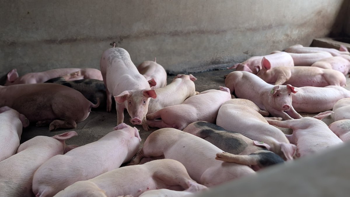 Ntarama Pigs Farm tweet media