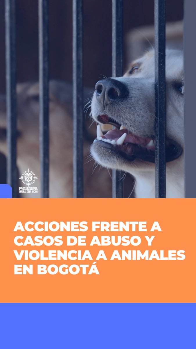 PGN_COL's tweet photo. A raíz de dos nuevos casos de abuso y violencia a animales en 📍Bogotá, la @PGN_COL solicitó a la directora de @AnimalesBOG información sobre las actuaciones adelantadas para su bienestar. https://t.co/wPPkxliiLj https://t.co/9KEngd4cGH