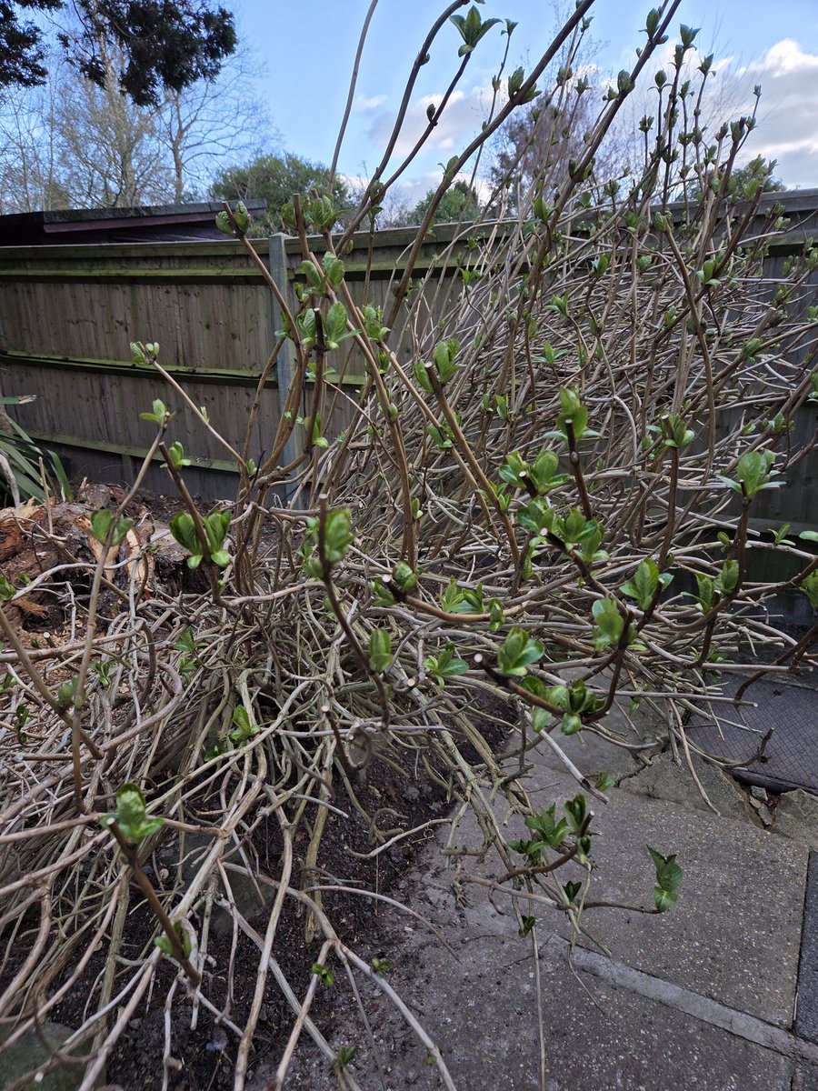 All trimmed bar one!