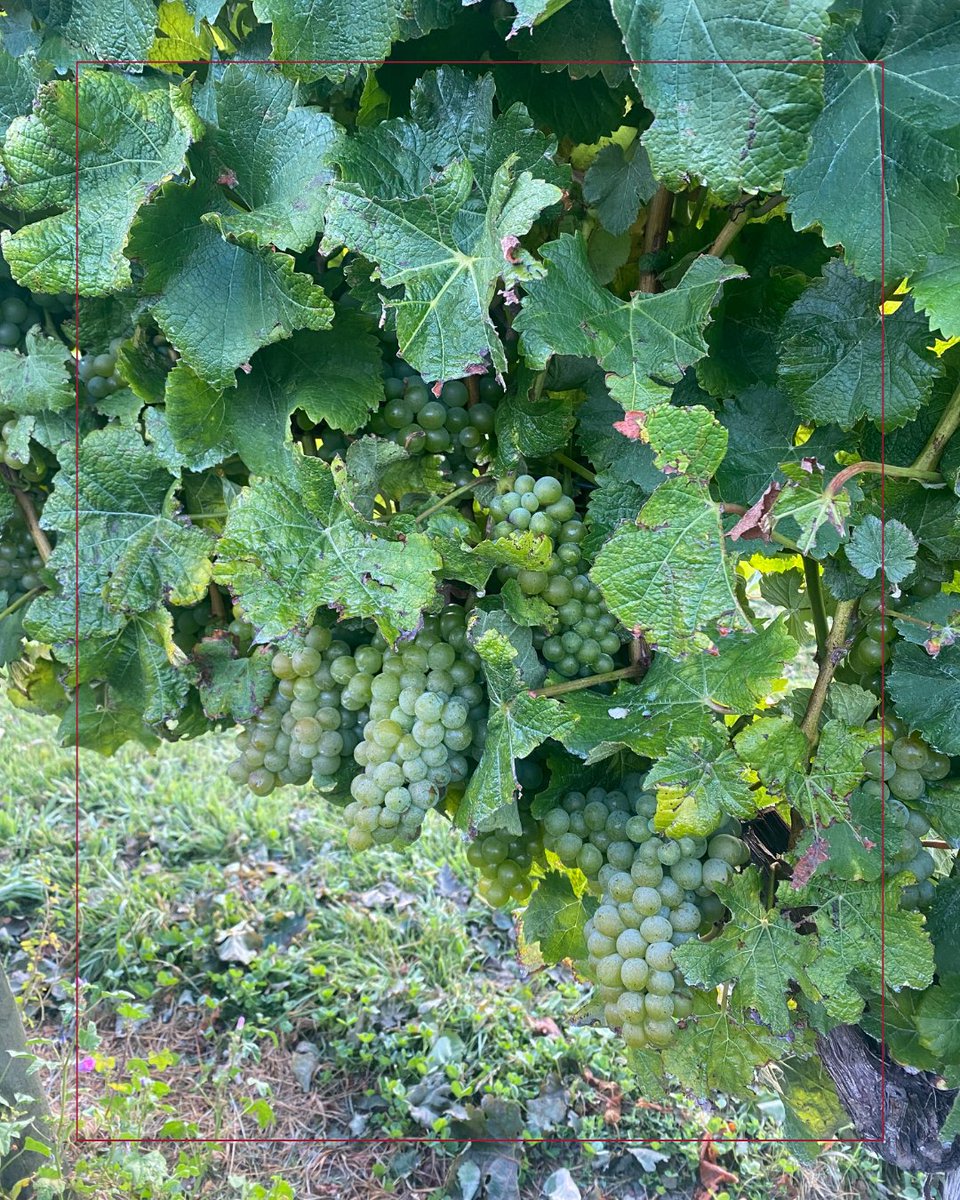 PacificRimNZ's tweet photo. The 2025 vintage is well underway for most of you, but many grapes are still to be harvested in Marlborough and other regions throughout New Zealand. We would like to extend our best wishes to everyone for a successful remainder of the vintage 🍇 

#nzwine #nzv24 #pros https://t.co/boFD1GuvJd