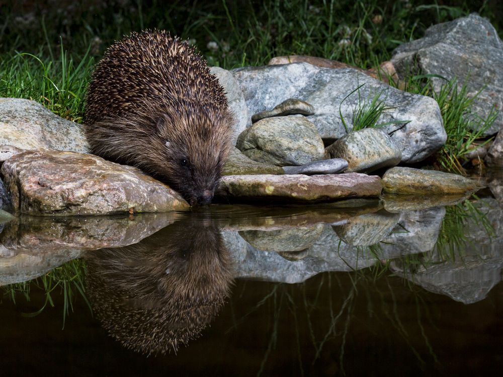 hedgehogsociety's tweet photo. There are lots of ways you can help protect the future and welfare of hedgehogs native to the UK - and a gift in your Will really makes a difference. 
❤️ 🦔 

If you'd like to find out more about leaving a legacy, please visit https://t.co/rJk8YIJ9mX https://t.co/ToyJODJhEG