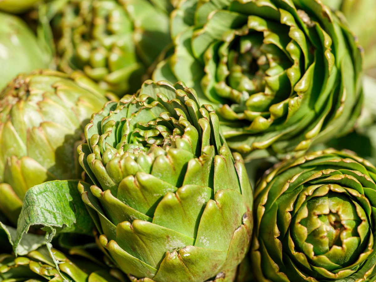 csplabs's tweet photo. Happy National Artichoke Hearts Day! Protect your artichoke crops with our Plant Health Testing services—detecting viruses, bacteria, &amp; more with expert precision.

🔗 Learn more: https://t.co/zyh0GeMAI0

#NationalArtichokeHeartsDay #Artichoke #PlantPathology #SeedHealth #CSPLabs https://t.co/wXrArSrYXh
