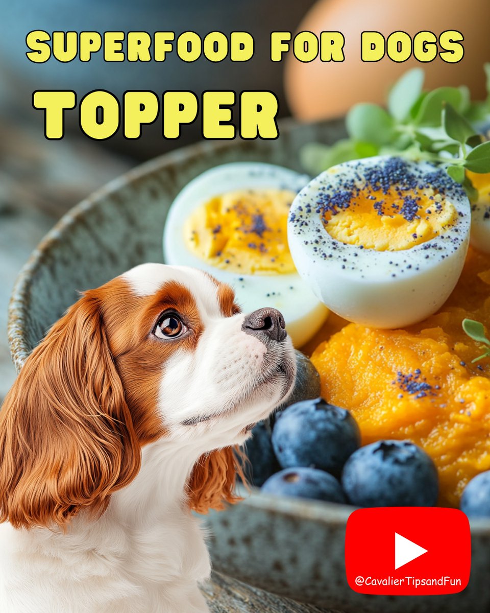 dogtrainer4ever's tweet photo. 🥣 Healthy Superfood Dog Food Topper📹⁠
https://t.co/3VDf5s2xxT Another super simple, healthy dog food topper recipe that’s packed with all kinds of goodness. 
#dogfoodtoppers  #naturalpetcare #dognutrition  #superfooddog  #rawfeeding #pethealth   #feedreal  #digestionsupport https://t.co/G2dgNIeoqx